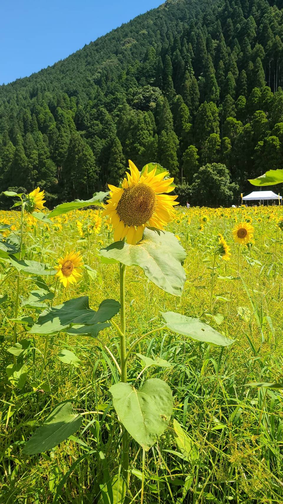 藍川（あいかわ）